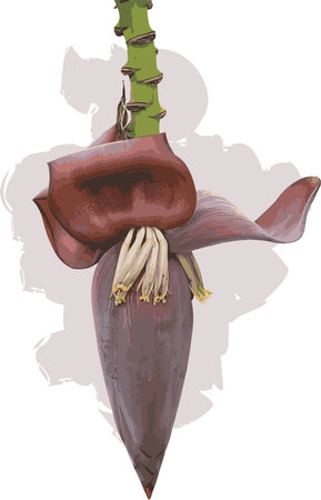 Abstract image of Banana flower.のイラスト素材