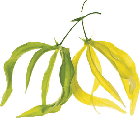 Abstract of Ylang-Ylang flower. (Scientific name Cananga fruticosa)のイラスト素材