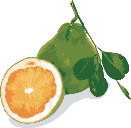 Abstract image of Pummelo fruit on white. (Scientific name Citrus maxima (Burm.f.) Merr.)のイラスト素材