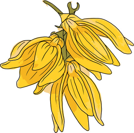 Abstract image of climbing ylang-ylang flower. (Scientific name Artabotrys hexapetalus)のイラスト素材