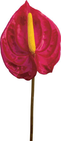 Abstract Anthurium flower on white background.のイラスト素材