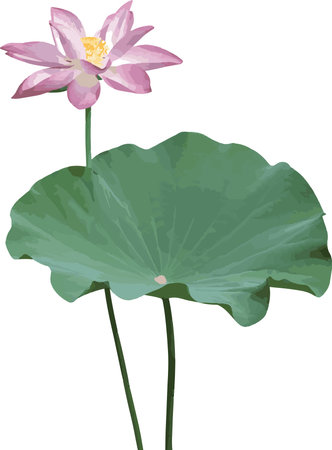 Abstract the lotus flower with leaf. (Scietific name Nelumbo nucifera)のイラスト素材