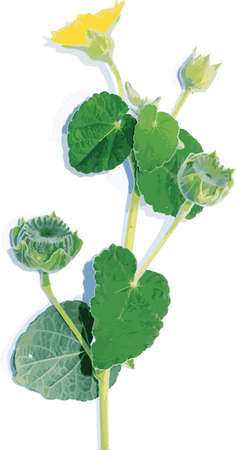 Abstract the Country mallow, Indian mallow flower with shadow. (Scientific name Abutilon indicum (L.) Sweet)のイラスト素材