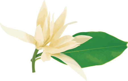 The White champaka, sandalwood flower with leaf. (Scientific name Magnolia x alba (DC.) Figlar.)のイラスト素材