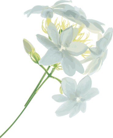 Abstract of Arabian jasmine flower on white background. (Scientific name Jasminum Sambac)のイラスト素材