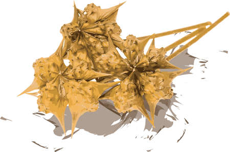 Abstract brown seeds of Tribulus terrestris plant on color spread background.のイラスト素材