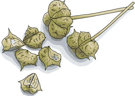 Abstract seeds of Tribulus terrestris plant on white background.のイラスト素材