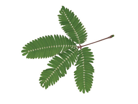 Abstract leaves of the Sensitive plant on white background.のイラスト素材