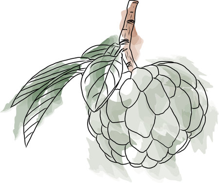 Abstract image of sugar apple fruit. (Scietific name Annona squamosa)のイラスト素材