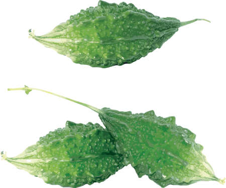 The Bitter Cucumber, Balsum Pear. (Scientific name Momordica charantia)のイラスト素材