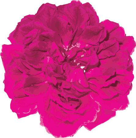 Abstract of Damask Rose flower.のイラスト素材