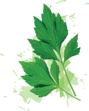 Abstract of White mugwort plant on white with color spread background. (Scientific name Artemisia lactiflora)のイラスト素材