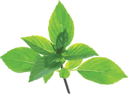 Abstract leaves of Sweet Basil. (Scientific name Ocimum basilicum)のイラスト素材