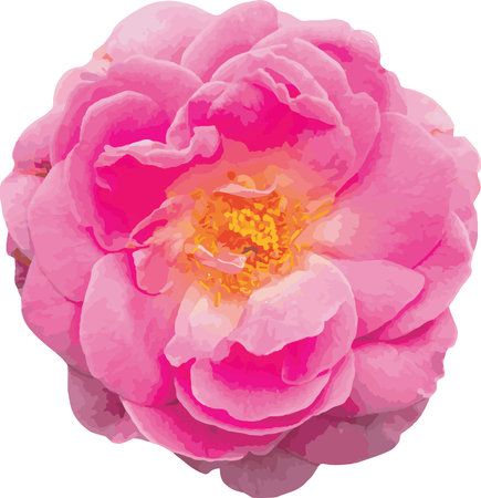 Abstract of Pink Damask Rose flower.のイラスト素材