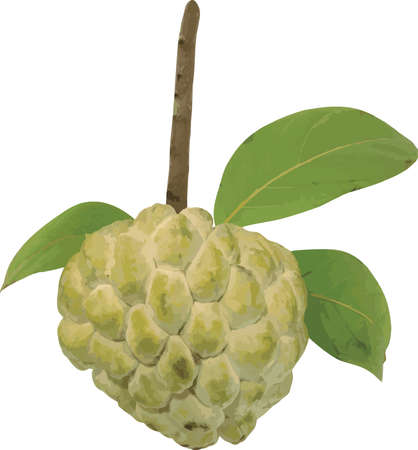 Abstract of sugar apple fruit. (Scietific name Annona squamosa)のイラスト素材