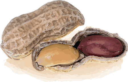 Abstract of the peanut on white background. (Scientific name Solanum trilobatum)のイラスト素材