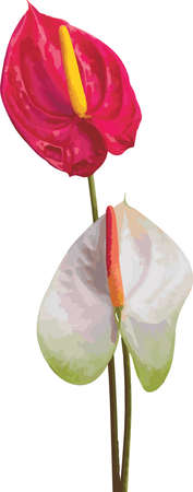 Abstract Anthurium flower on white background.のイラスト素材