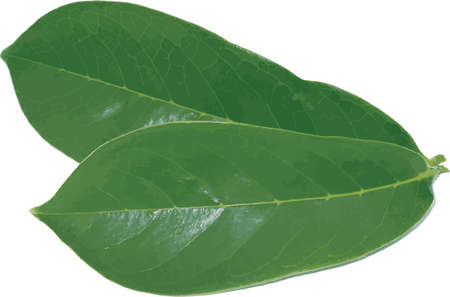 Abstract of Soursop leaf. (Scientific name Annona muricata)のイラスト素材