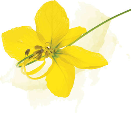 Abstract of Pudding Pine or Golden Shower on soft yellow spread background. (Scientific name Cassia fistula)のイラスト素材