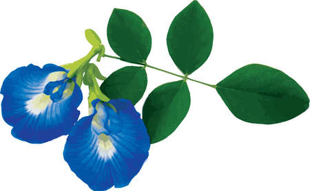 Abstract of Blue Pea flower or Butterfly Pea flower  on white background. (Scientific name Clitoria ternatea)のイラスト素材