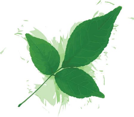 Abstract of Bengal Quince leaf with color spread on white background. (Scientific name Aegle marmelos Correa)のイラスト素材