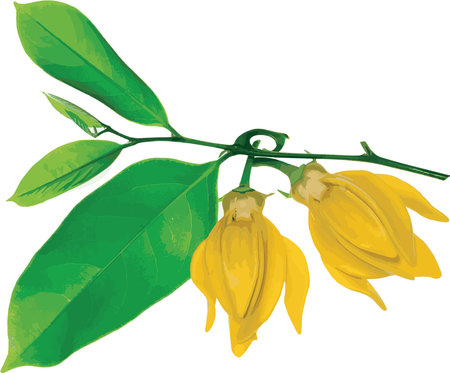 Abstract of climbing ylang-ylang flower with leaf. (Scientific name Artabotrys hexapetalus)のイラスト素材
