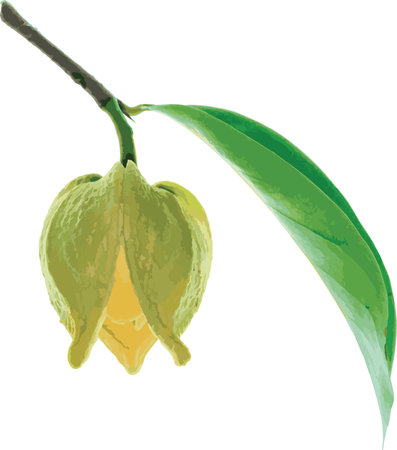 Abstract of Close up Soursop flower with leaf on white background. (Scientific name Annona muricata)のイラスト素材