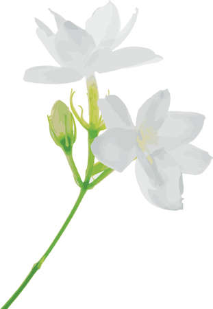 Abstract of Arabian jasmine flower on white background. (Scientific name Jasminum Sambac)のイラスト素材