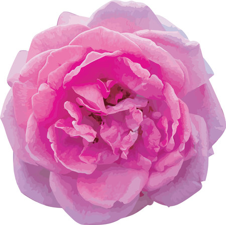Abstract of Damask Rose flower.のイラスト素材