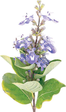 Abstract the flower of Indian Wild Pepper, Milla  plant with leaf on white background. (Scientific name Vitex trifolia)のイラスト素材