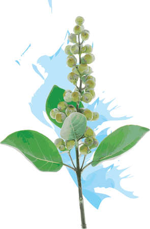 Abstract the seeds of Indian Wild Pepper, Milla  plant with leaf on blue color spread background. (Scientific name Vitex trifolia)のイラスト素材