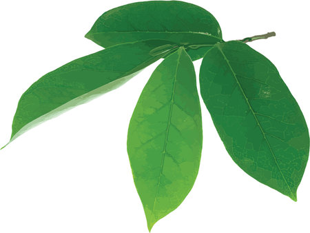 Abstract of Soursop leaves on white background. (Scientific name Annona muricata)のイラスト素材