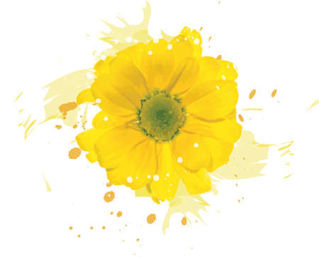 Abstract of yellow Chrysanthemum flower with color spread background.のイラスト素材