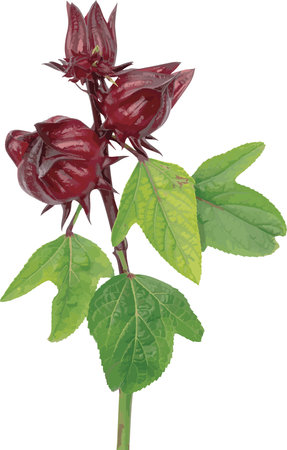 Abstract of Hibiscus sabdariffa or roselle fruit with branch and leaf isolate on white background.のイラスト素材
