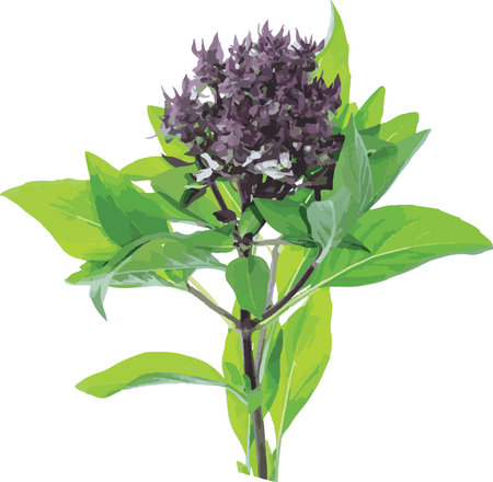 Abstract of Sweet Basil flower with leaves on white background. (Scientific name Ocimum basilicum Linn)のイラスト素材