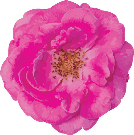 Abstract of Damask Rose flower.のイラスト素材