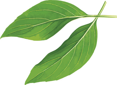 Abstract of Sweet Basil leaves on white background. (Scientific name Ocimum basilicum Linn)のイラスト素材
