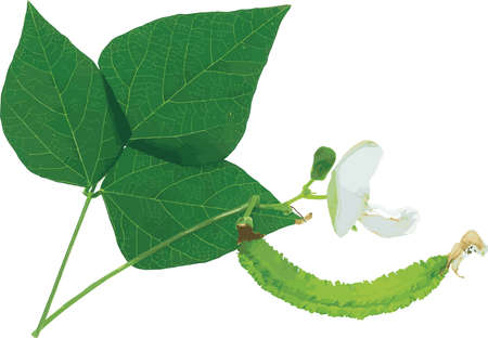 Abstract the Wing bean plant. (Scietific name Psophocarpus tetragonolobus)のイラスト素材