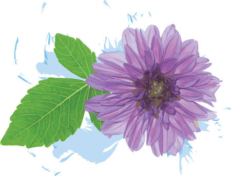 Abstract of dahlia flower with leaf on white background. (Scientific name Dahlia pinnata Cav)のイラスト素材