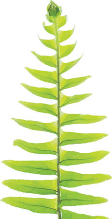 Abstract of fern leaf on white background.のイラスト素材