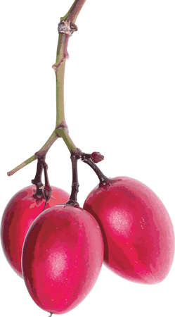 Abstract of Carissa carandas fruit on white background.のイラスト素材