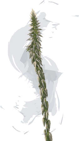 Abstract The flower of Achyranthes aspera plant on white background.のイラスト素材