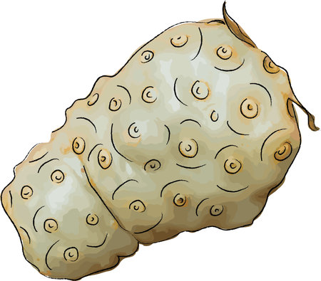 Abstract Ripe Indian Mulberry fruit  isolate on white background. (Scientific name Morinda citrifolia)のイラスト素材