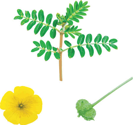 Abstract group of the devil's thorn plant. (Scientific name Tribulus terrestris)のイラスト素材