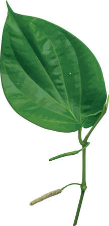 Green Piper betle leaf isolate on white background.のイラスト素材