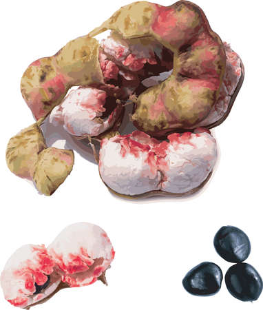 Abstract of Manila Tamarind fruit on white background. (scientific name Pithecellobium dulce (Roxb.) Benth)のイラスト素材