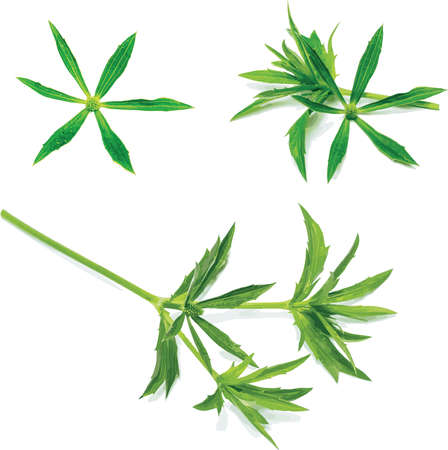 Abstract of Culantro flower with green leaves on white background. (Scientific name Eryngium foetidum)のイラスト素材