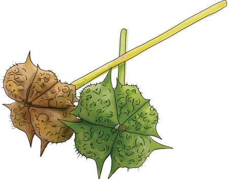 Abstract seeds of the devil's thorn plant. (Scientific name Tribulus terrestris)のイラスト素材