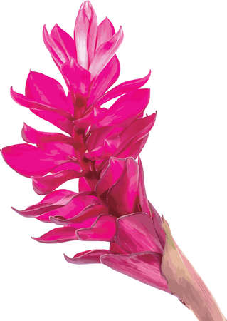 Abstract the beautiful tropical ginger flower on white background.のイラスト素材