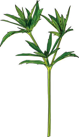 Abstract of Culantro flower with green leaves on white background. (Scientific name Eryngium foetidum)のイラスト素材